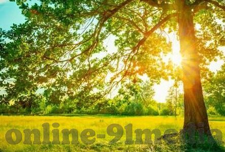 大象传媒18勿进在线-探索大象传媒的多元魅力，文化与创意的交汇点