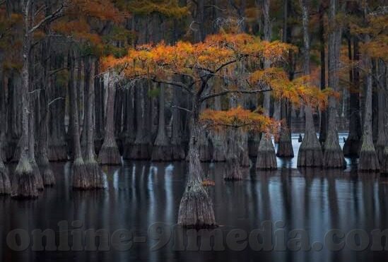 糖心直播app二维码-对于新加入的朋友或者那些想体验该应用的用户来说，了解其特色功能也是非常关键的。除了流畅的直播播放和高品质的视频效果外，糖心直播还提供了以下特色服务